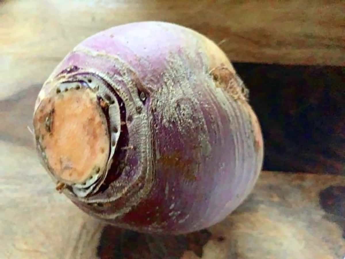 Whole rutabaga on a wood cutting board.