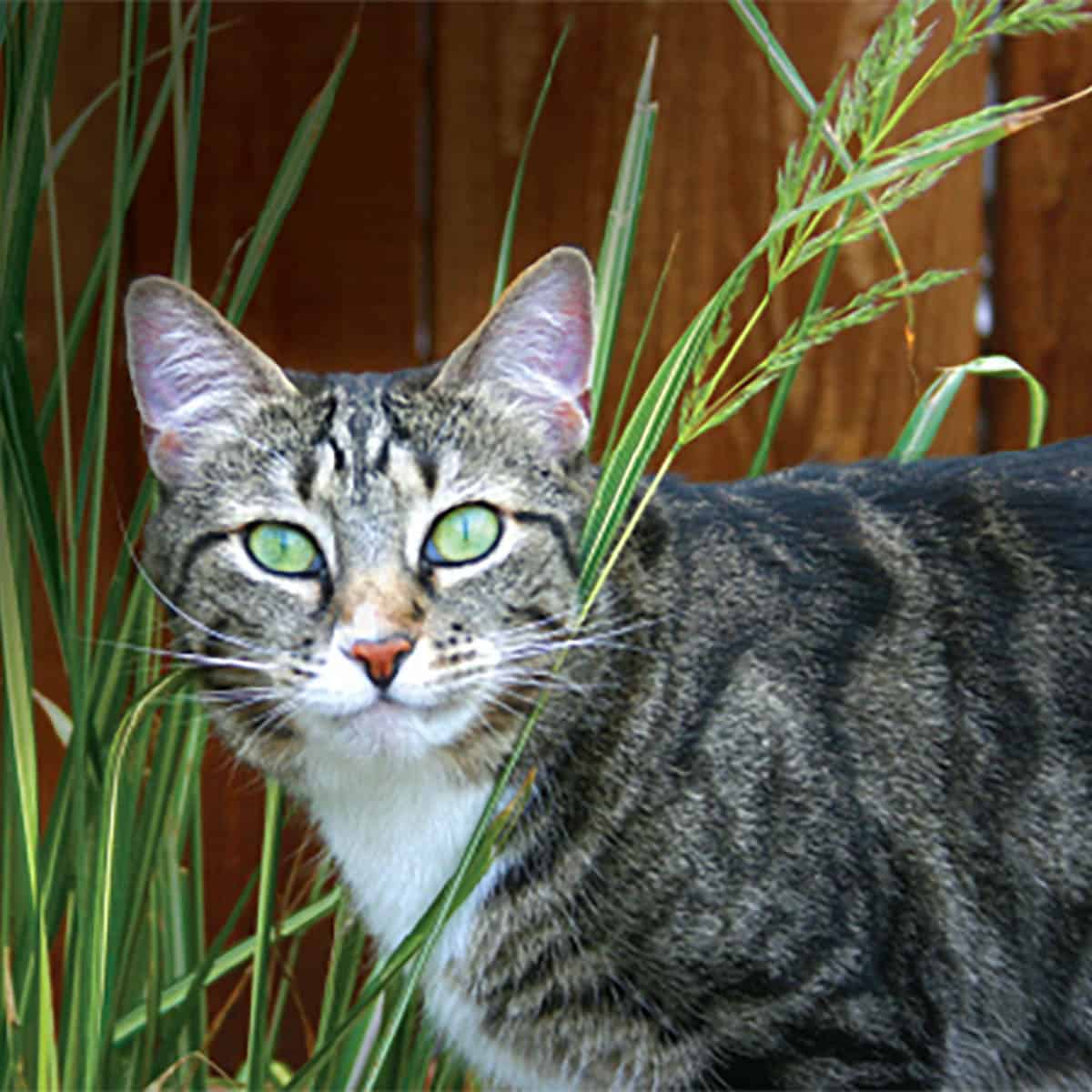 Juno the cat in tall green grass.