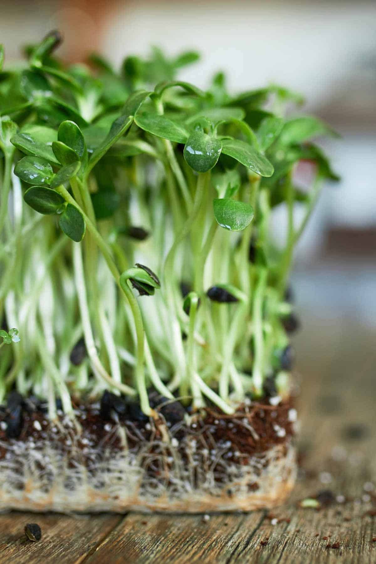 Green micro salad sprouts with roots showing in soil sitting on a wood board.