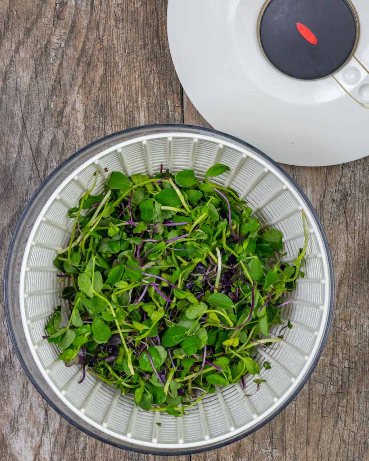 Colorful microgreens washed and in a small salad spinner.