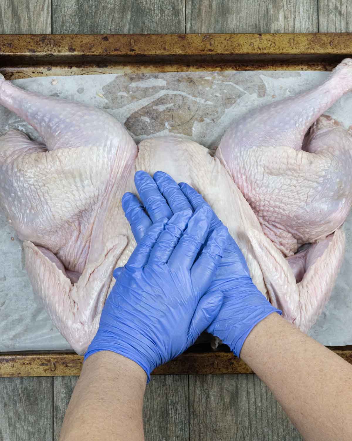 Raw turkey breast side up after removing backbone with legs spread out and two gloved hands pressing sharply on the breast to flatten the bird on a tray.