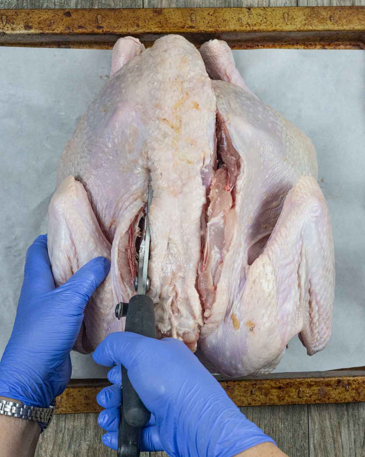 Gloved hands holding a wing and using kitchen shears to cut down the other side of the backbone to remove the turkey backbone.