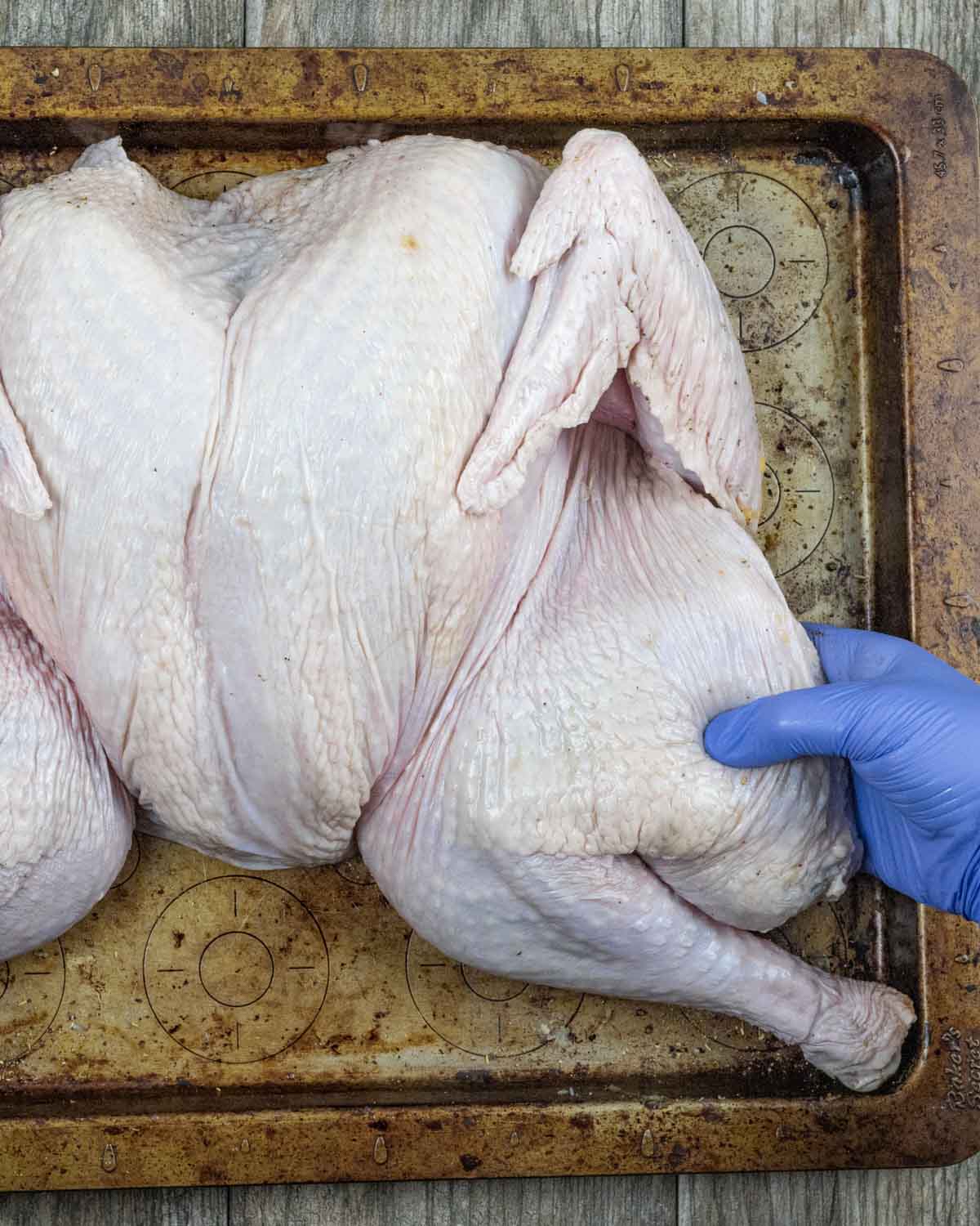 Butterflied raw turkey flipped breast side up on a tray by grasping the thighs and turning.