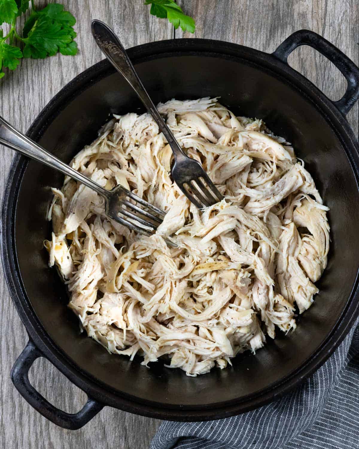 Shredded chicken in a cast iron Dutch oven with two forks.