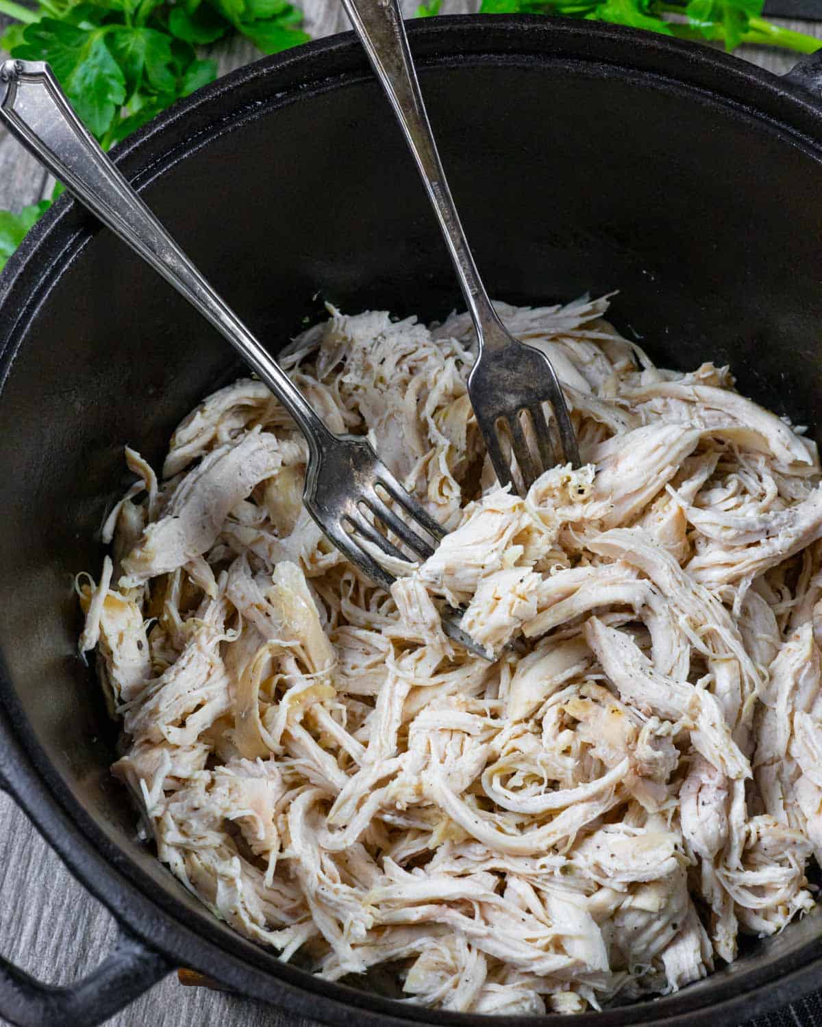 Shredded chicken breast in a black cast iron Dutch oven with two forks.
